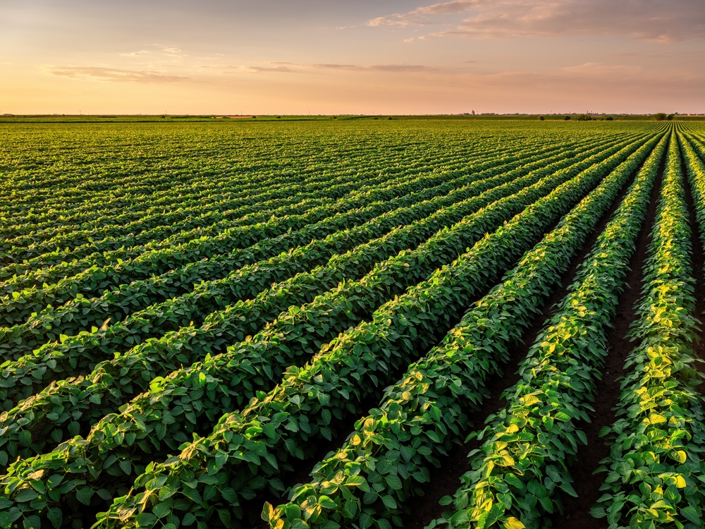 Corn fields