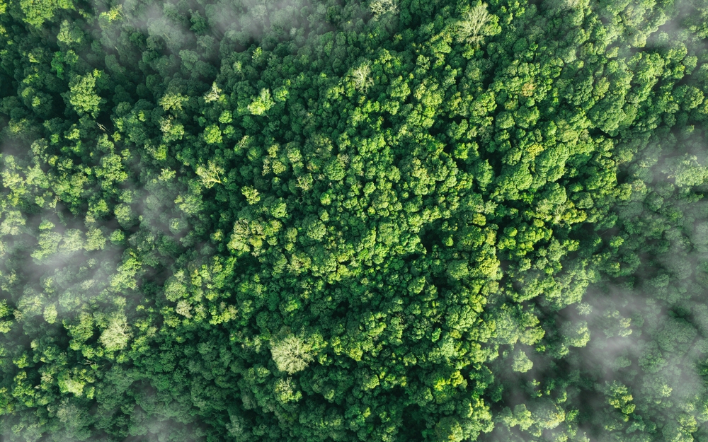 Green trees forest